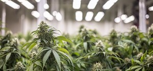 Air Handling Requirements for Growing Cannabis in South Africa