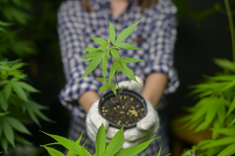 best air handling unit for cannabis